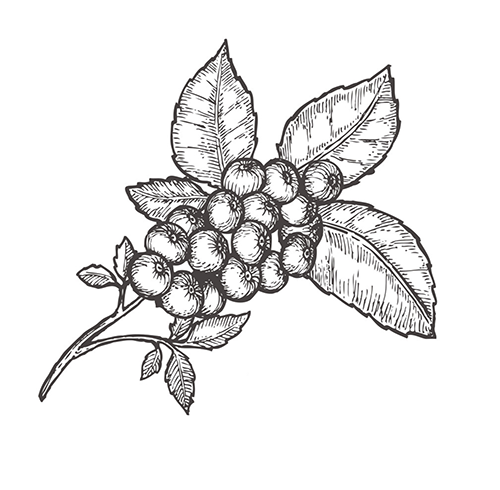 ilustración de açaí y sus hojas