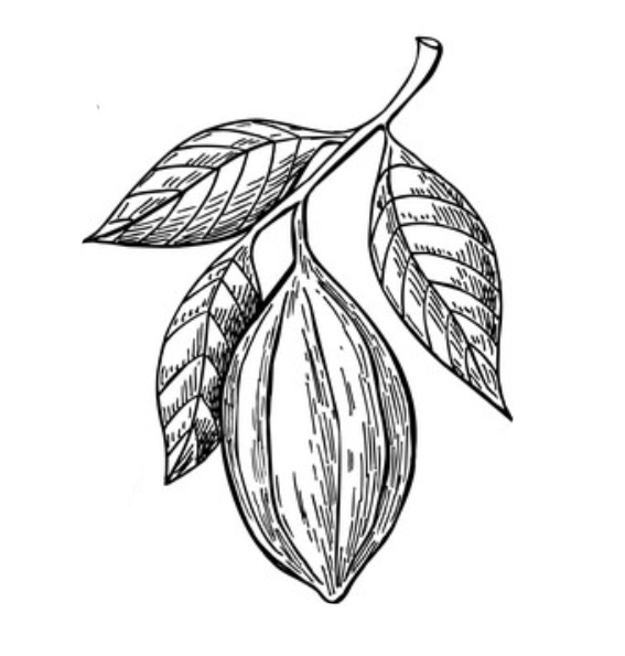 ilustración hojas de cacao