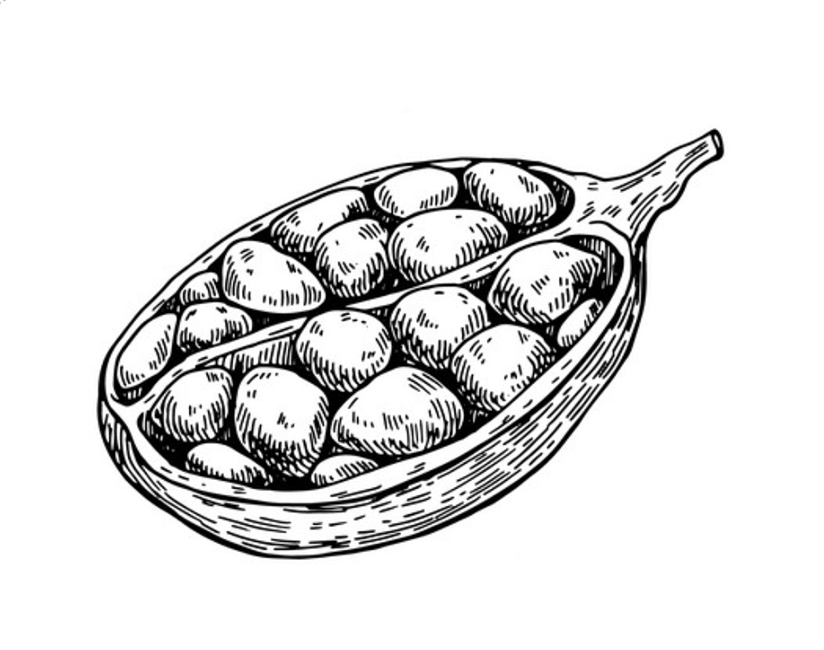 ilustración del fruto del baobab abierto
