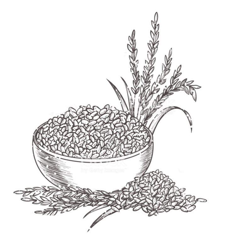 ilustración proteina de arroz en bol