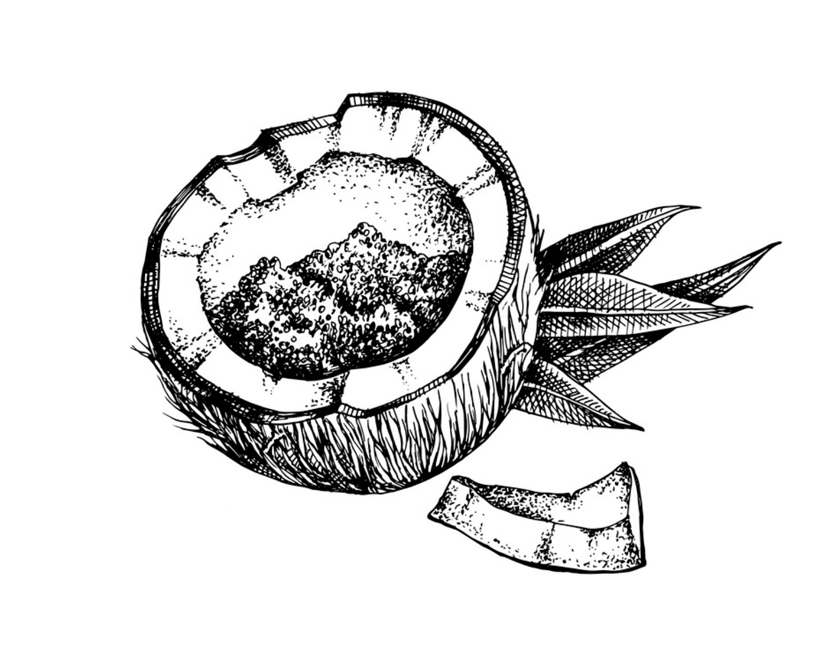 ilustración de coco partido