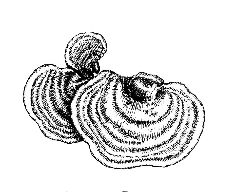 ilustración hongo reishi
