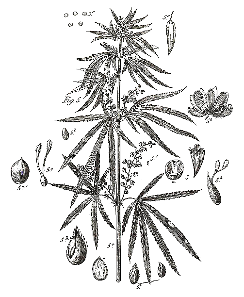 ilustración planta y semillas de cañamo