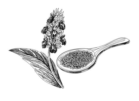 ilustración de semillas chía en cuchara de madera