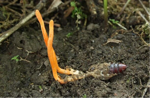 Cordyceps desarrollo